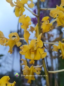 Dendrobium discolor