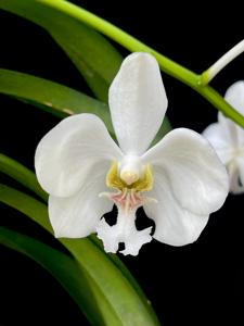 Vanda javierae