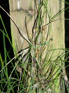 Dendrobium lomatochilum