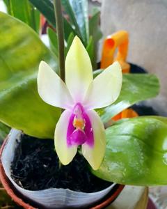 Phalaenopsis bellina