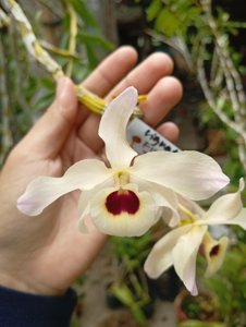Dendrobium signatum