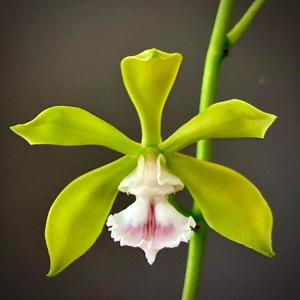 Encyclia plicata