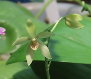 Phalaenopsis cochlearis