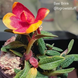 Dendrobium cuthbertsonii