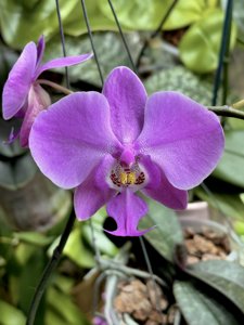 Phalaenopsis schilleriana