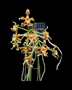 Paraphalaenopsis labukensis
