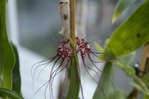 Bulbophyllum gracillimum