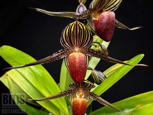 Paphiopedilum rothschildianum