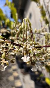 Dendrobium strebloceras