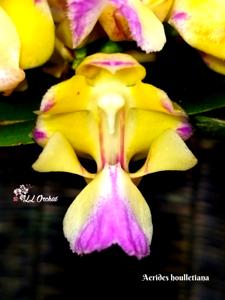 Aerides houlletiana