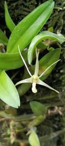 Dendrobium glabrum