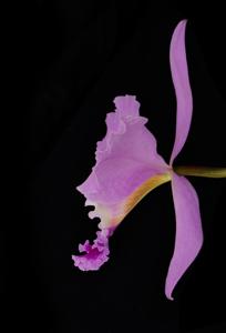 Cattleya jenmanii