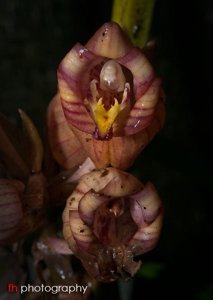 Acanthophippium javanicum