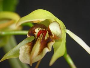 Coelogyne fuscescens