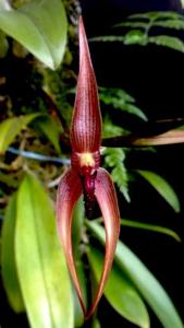 Bulbophyllum vanvuurenii