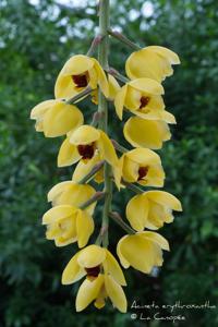Acineta erythroxantha