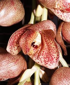 Acineta superba