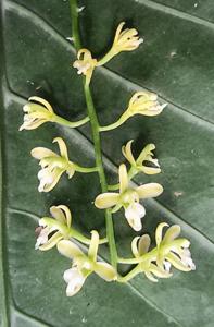 Acriopsis liliifolia