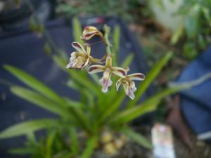 Acriopsis liliifolia