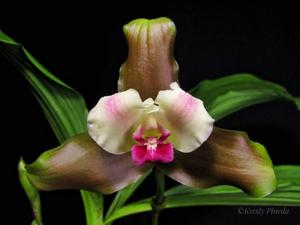 Lycaste puntarenasensis