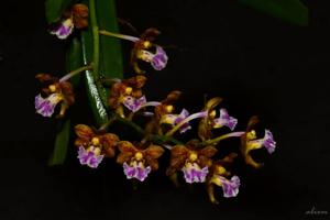 Vanda flabellata
