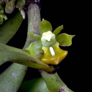 Adenoncos parviflora