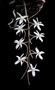 Aerangis mystacidii