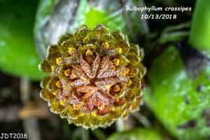 Bulbophyllum crassipes
