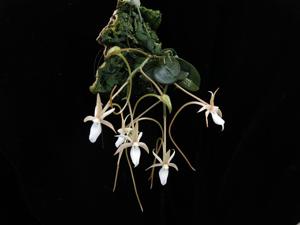 Aerangis punctata