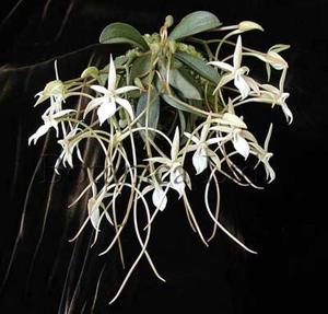 Aerangis punctata