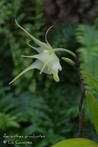Aeranthes arachnites