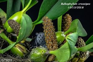Bulbophyllum crassipes