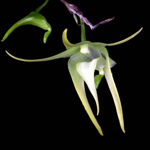 Aeranthes grandiflora