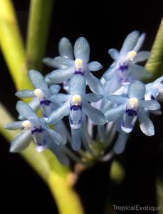 Cleisocentron merrillianum