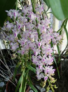 Aerides houlletiana