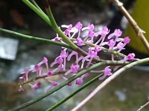 Cleisostomopsis eberhardtii