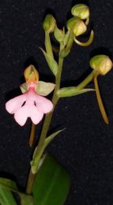 Habenaria rhodocheila subsp. rhodocheila