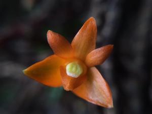 Dendrobium jacobsonii