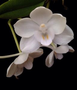 Amesiella philippinensis