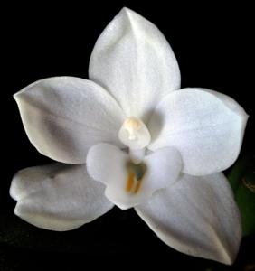 Amesiella philippinensis