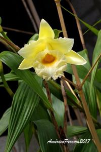 Sobralia xantholeuca