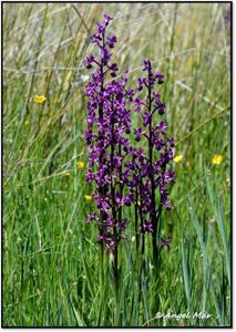 Anacamptis laxiflora