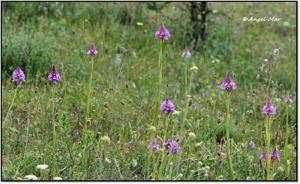 Anacamptis pyramidalis