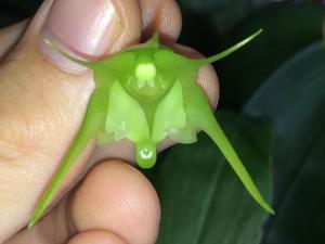 Aeranthes arachnites