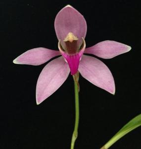 Ancistrochilus rothschildianus