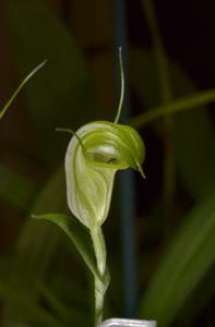 Pterostylis torquata