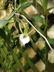 Angraecum eichlerianum