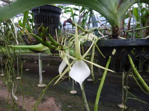 Angraecum praestans