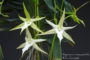 Angraecum sesquipedale