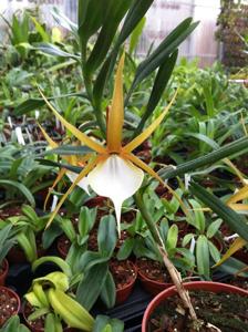 Angraecum viguieri